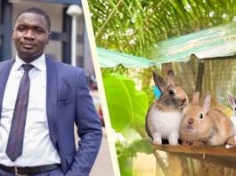 Chartered Accountant during the week and a Rabbit Farmer on weekends - Ghanaian accountant shares motivational story